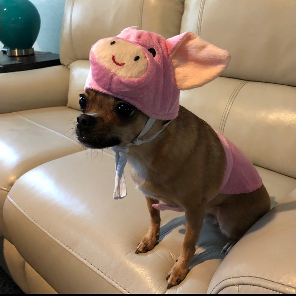 Pet Pig Halloween Costume